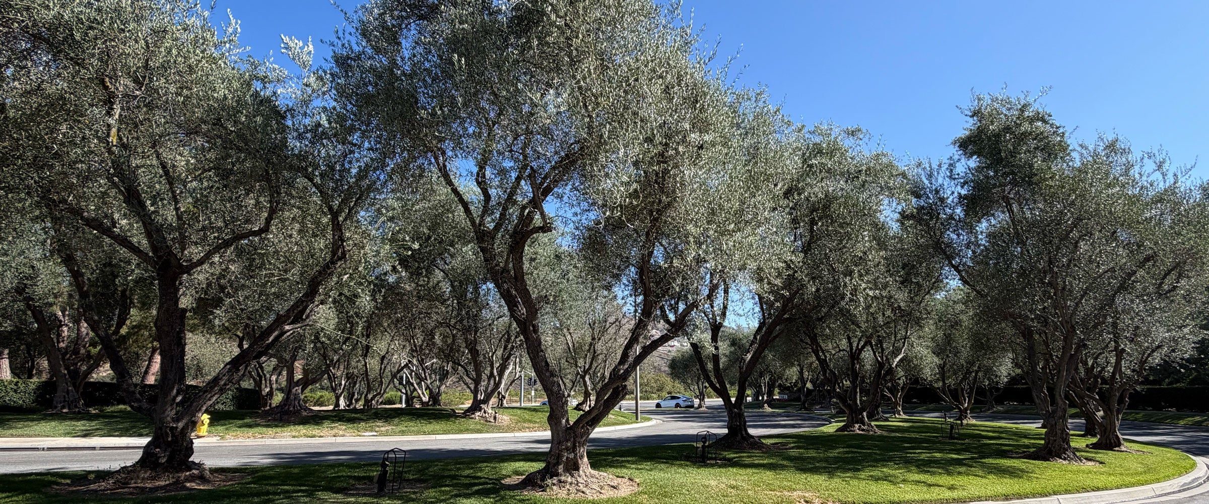 A scenic view of rows of beautiful mature olive trees near entrance of homes