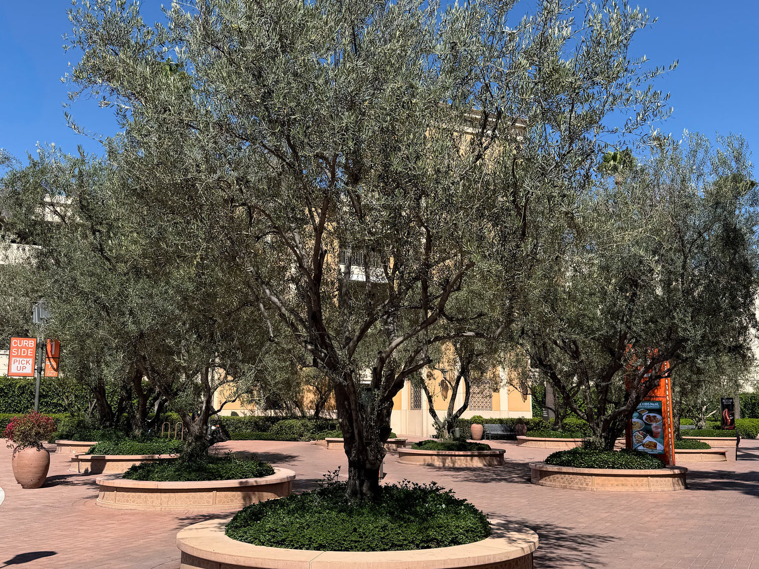 Large mature olive trees in a commercial shopping center