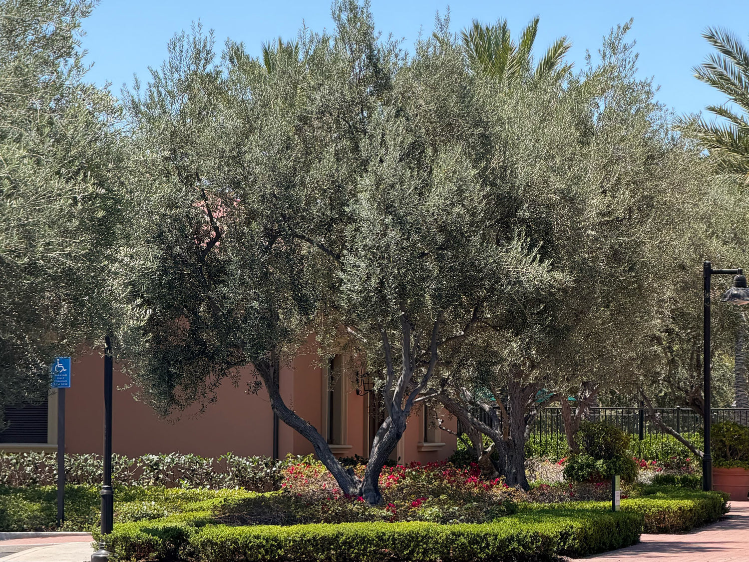 Large Mature Olive Trees in residential landscape