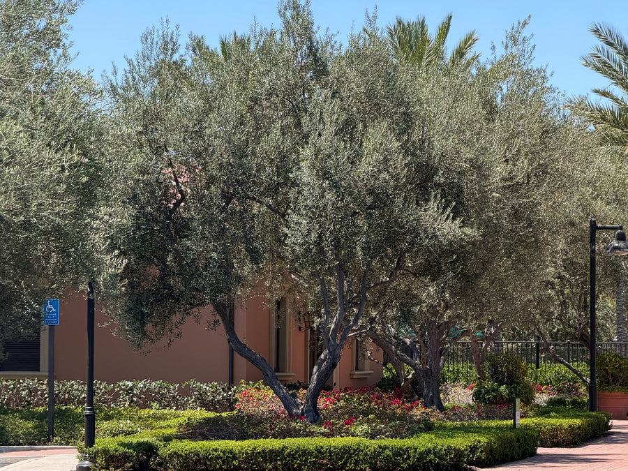 Mature Olive trees in a community center in a residential development