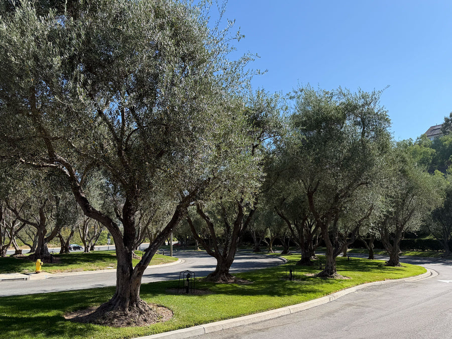Row of Mature Olive Trees in southern California residential entrance
