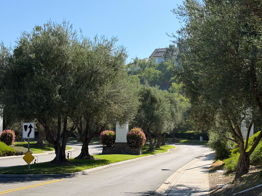 Row of Mature Olive trees at entrance of residential development