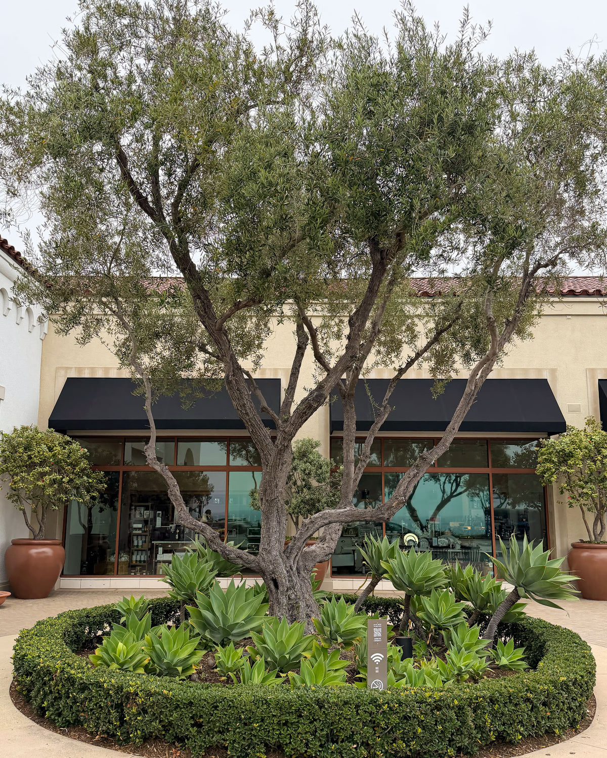 Large mature olive trees in a commercial shopping center