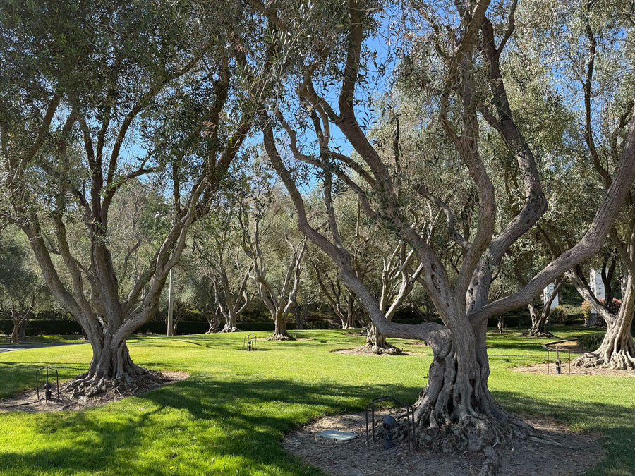 Large Mature Olive tree grove in a residential entrance in Southern California.