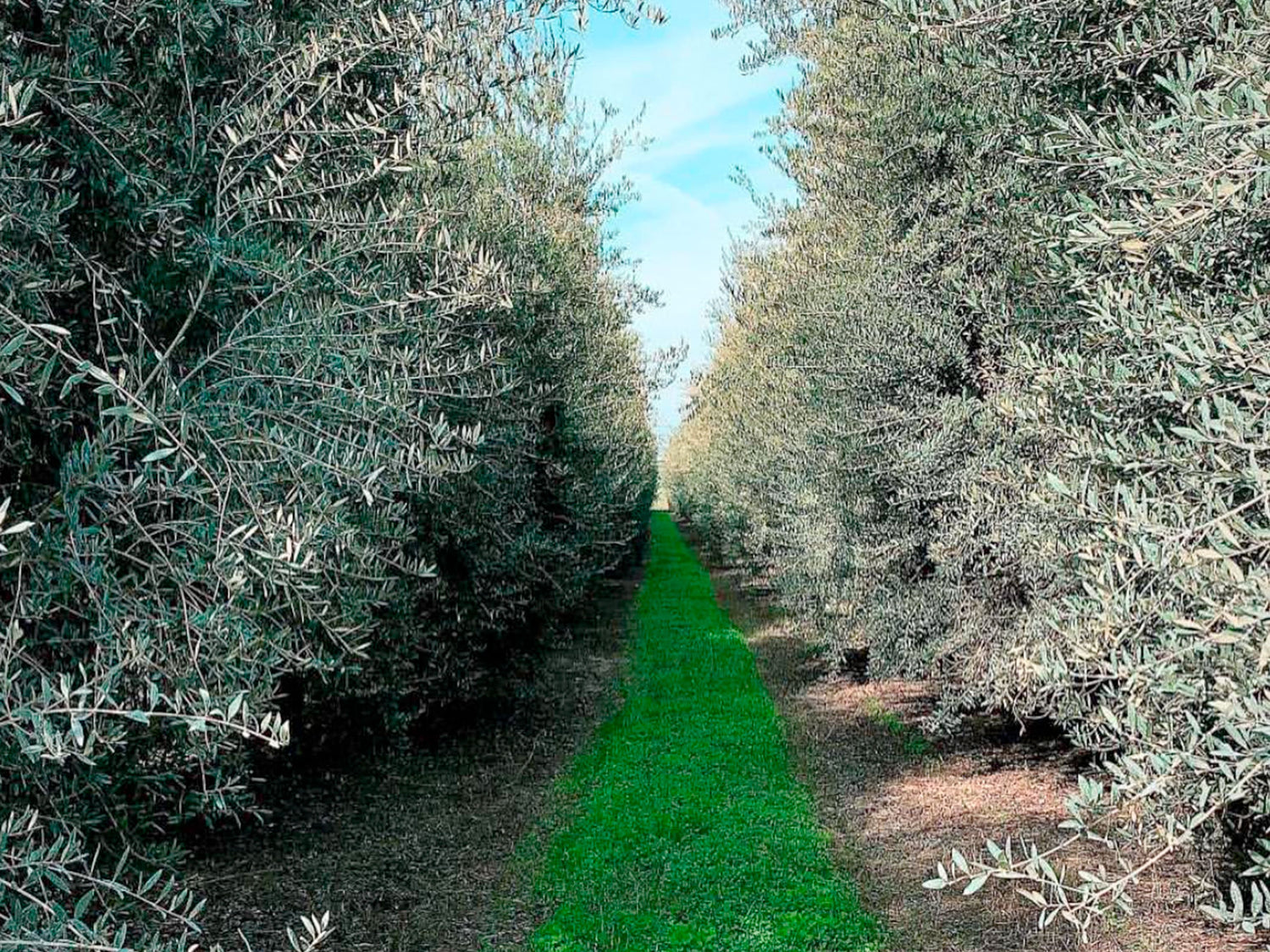 Mature olive trees growing in a California olive grove