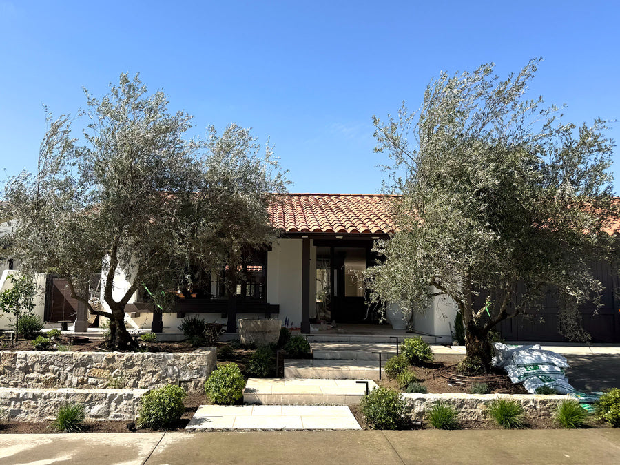 Specimen olive trees in a landscaped estate