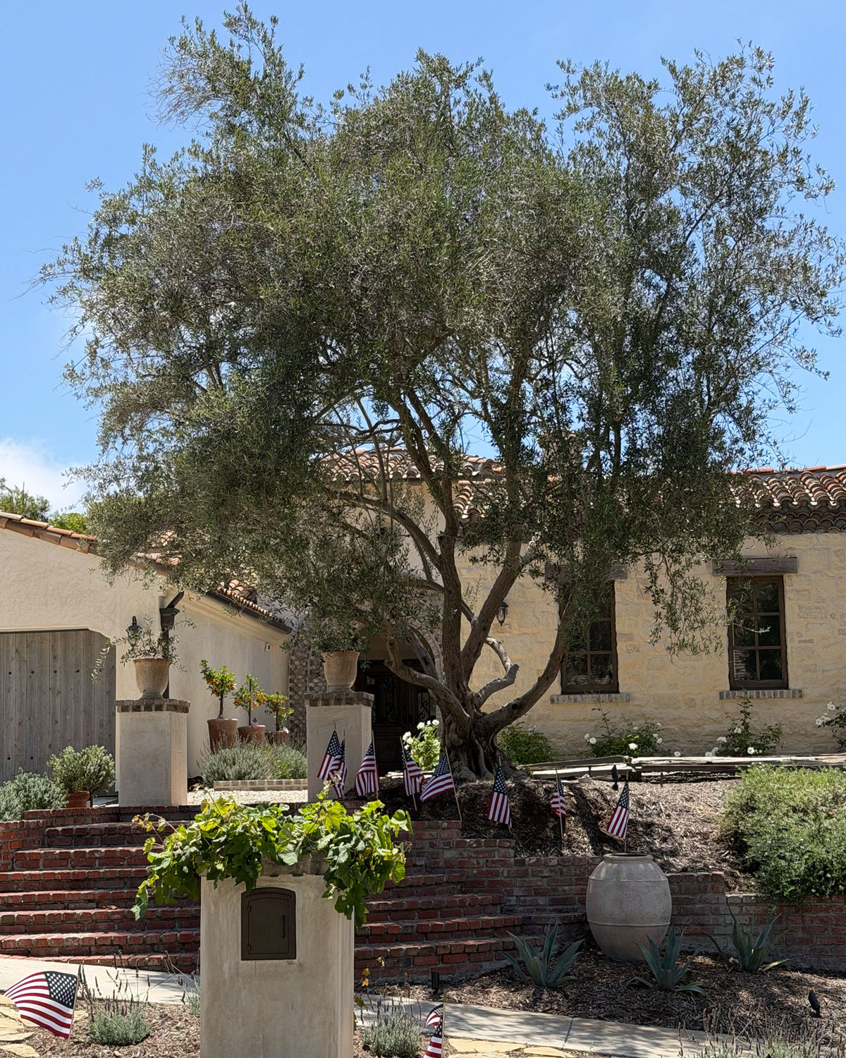 Beautiful mature olive tree in a California residential landscape