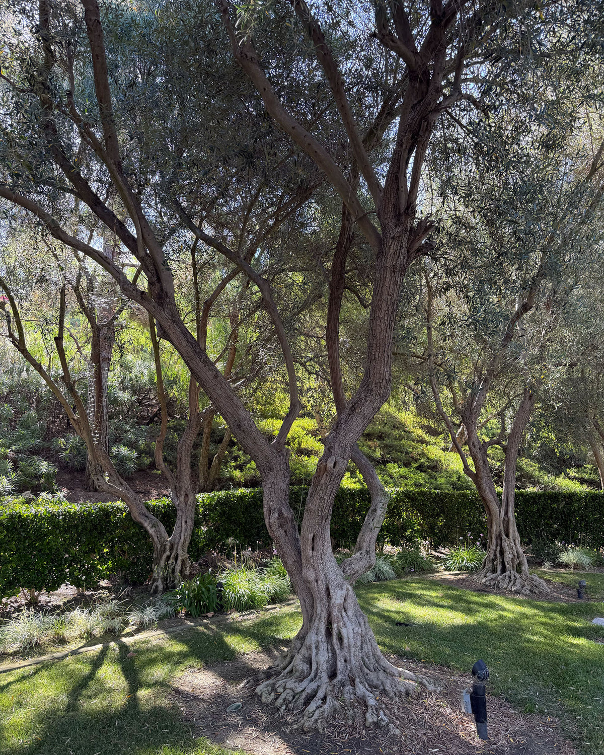 Large mature olive trees in a residential landscape entrance