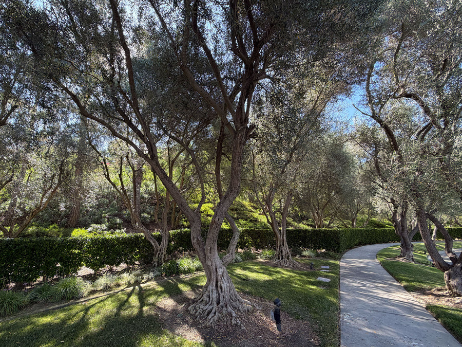 Large olive trees creating shade in a residential landscape