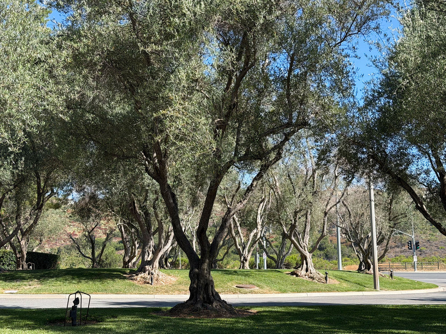 Olive trees planted along a landscaped walkway