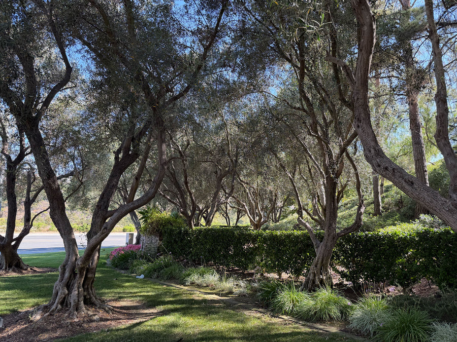 Beautiful mature olive tree in a California Residential community entrance