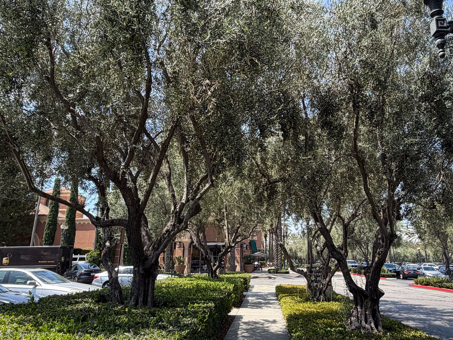 Large mature olive trees in a commercial shopping center