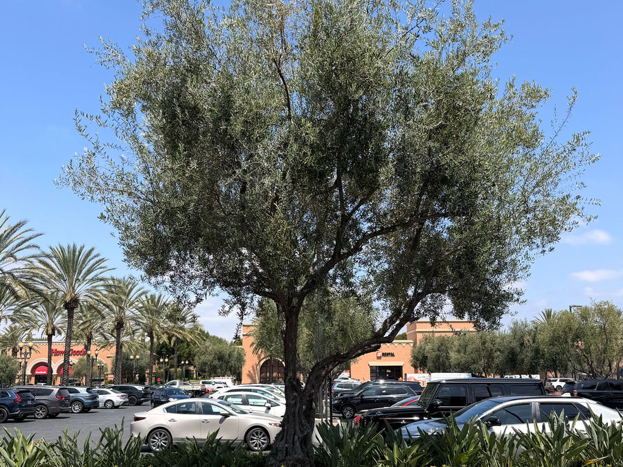 Large mature olive trees in a commercial shopping center