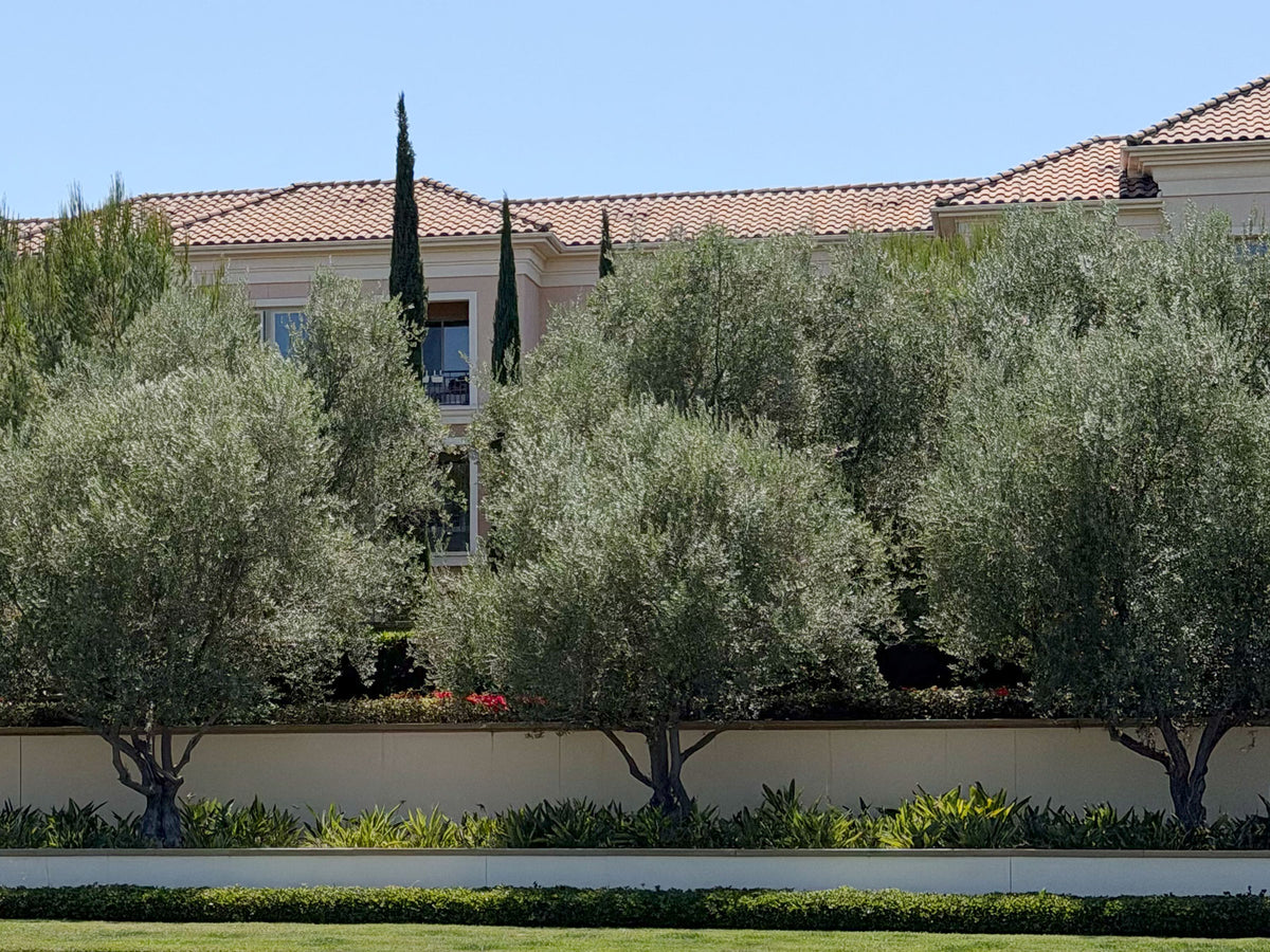 Mature olive trees in an outdoor commercial landscape