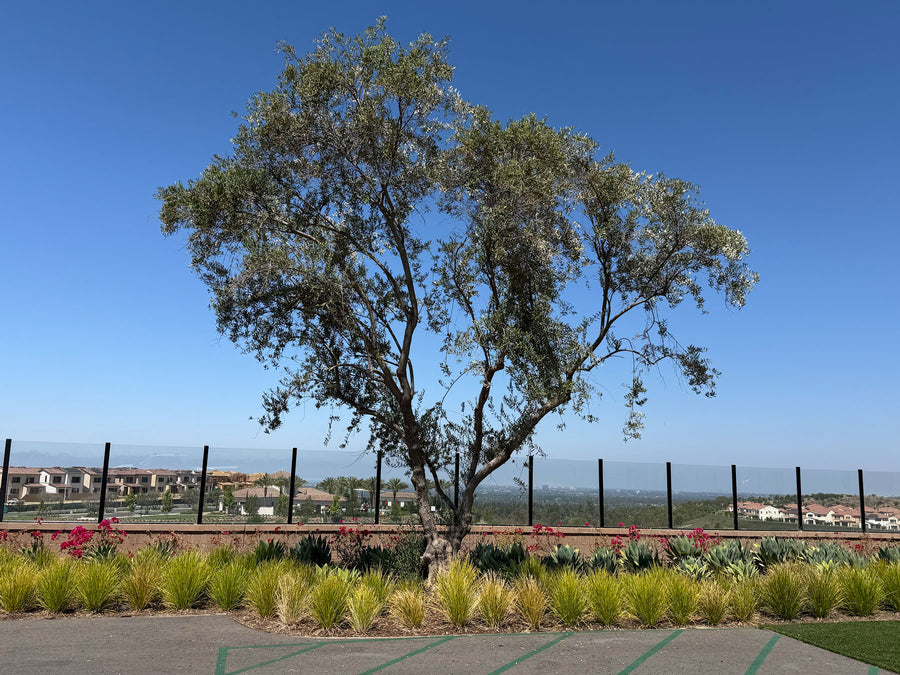 Mature olive tree in a luxury Southern California landscape with the blue sky in the background