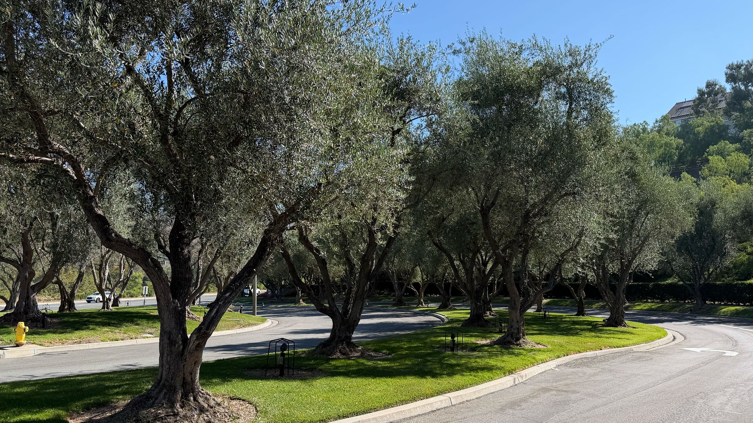 Large mature olive trees in the entrance of a residential community