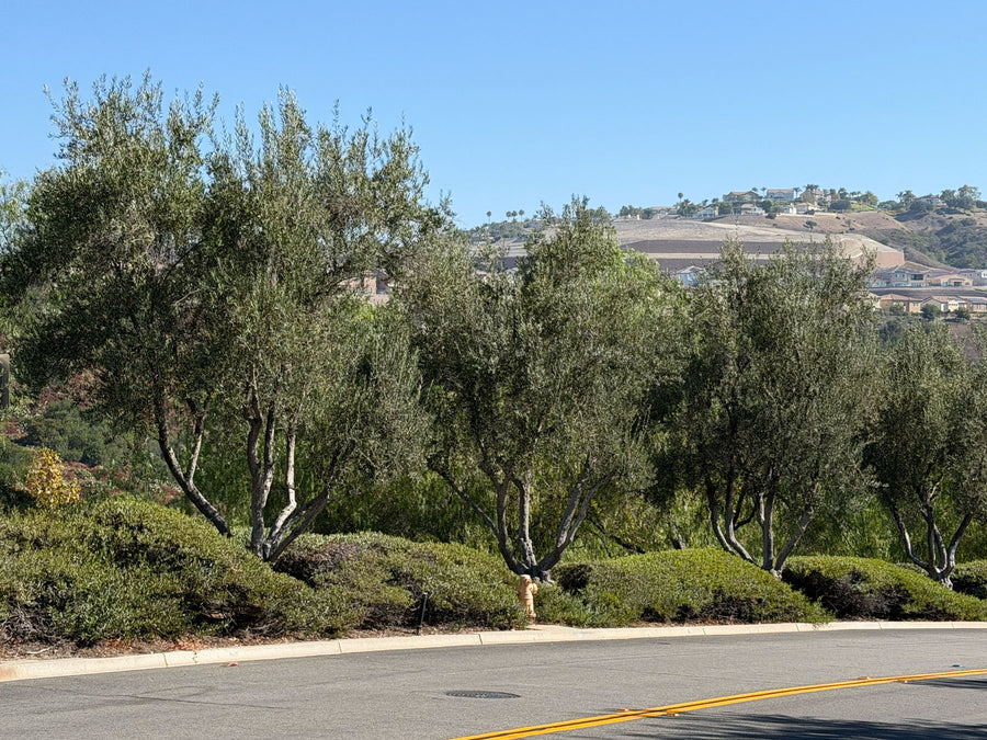 Olive trees planted along a landscaped walkway