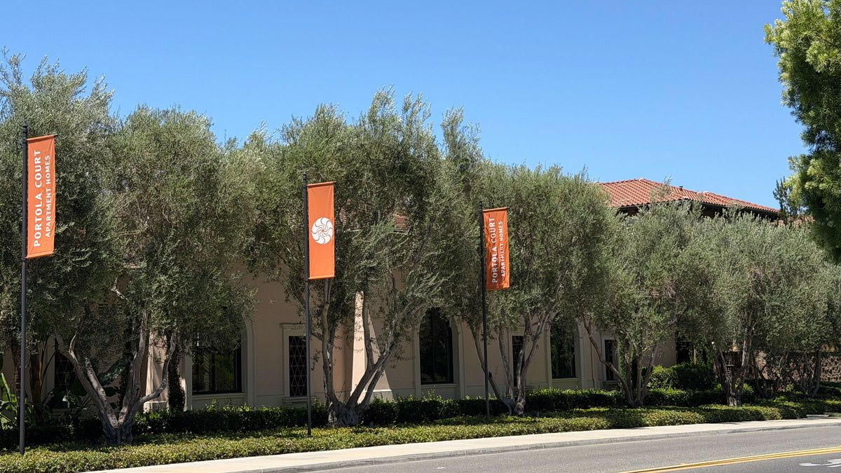 Row of mature olive trees lined up along a residential neighborhood