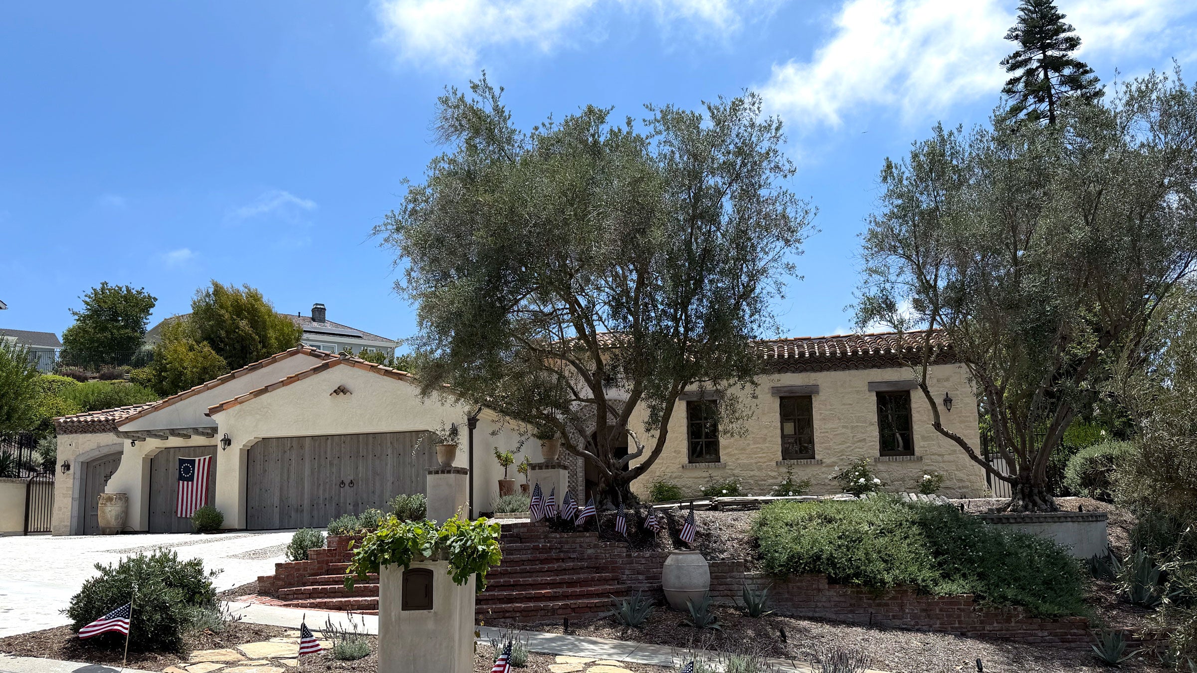 Large mature olive trees in a residential landscape