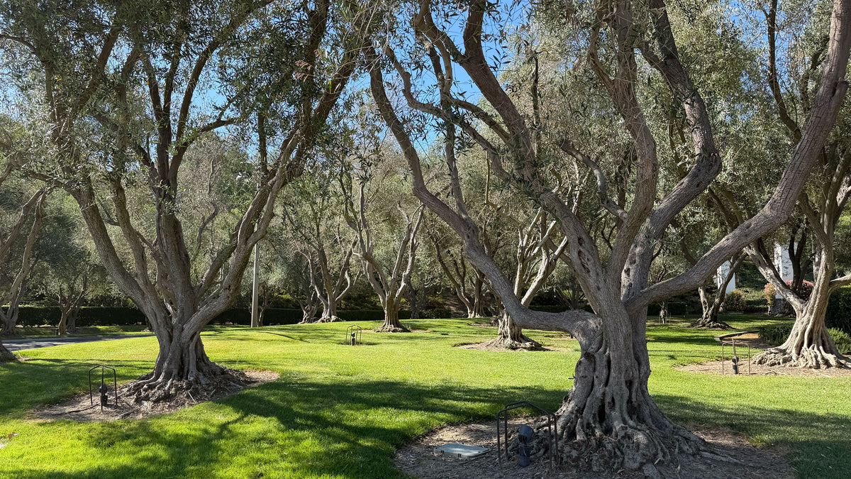 Mature olive trees in a luxury outdoor courtyard