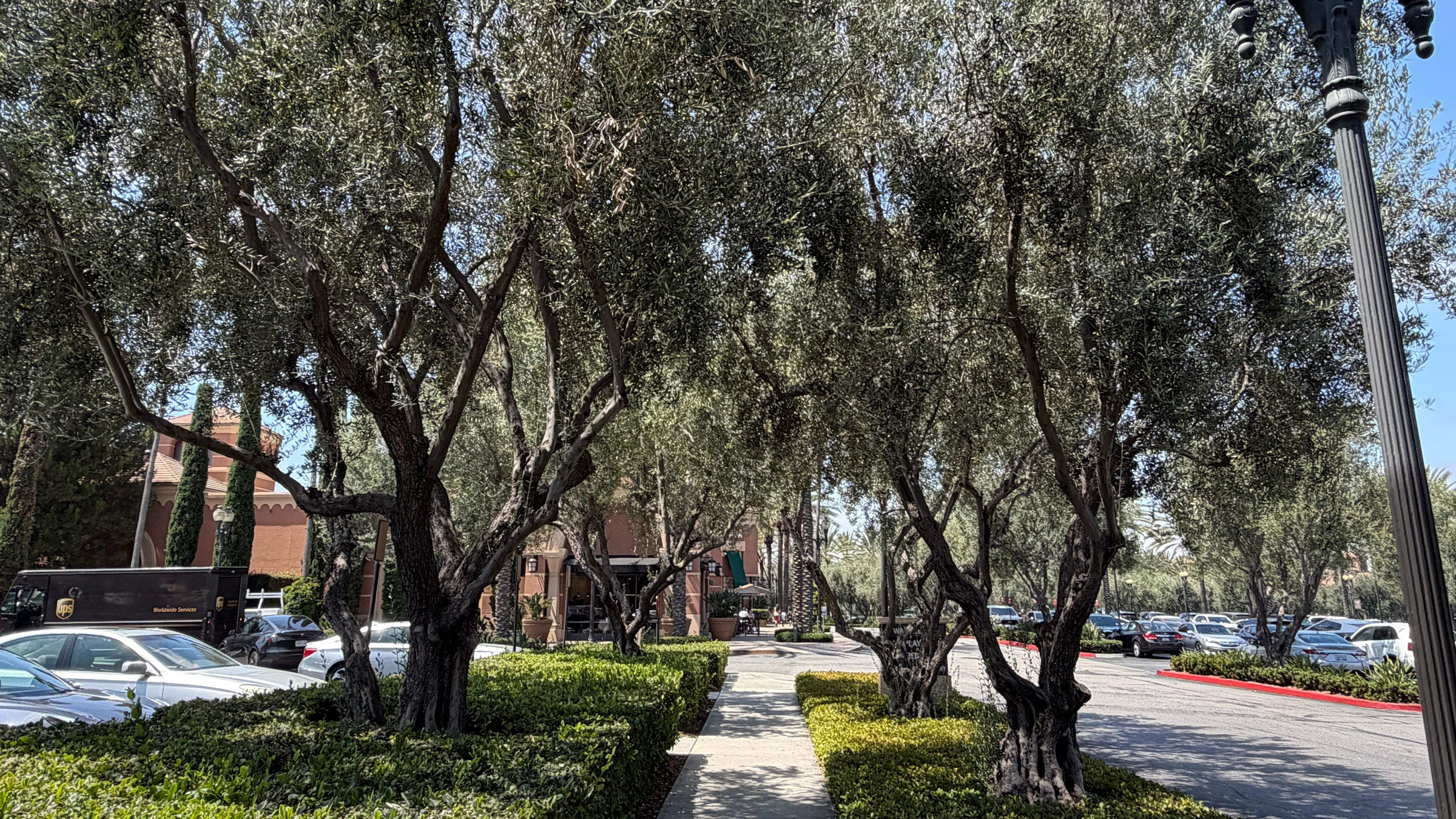 Large mature olive trees in a commercial shopping center