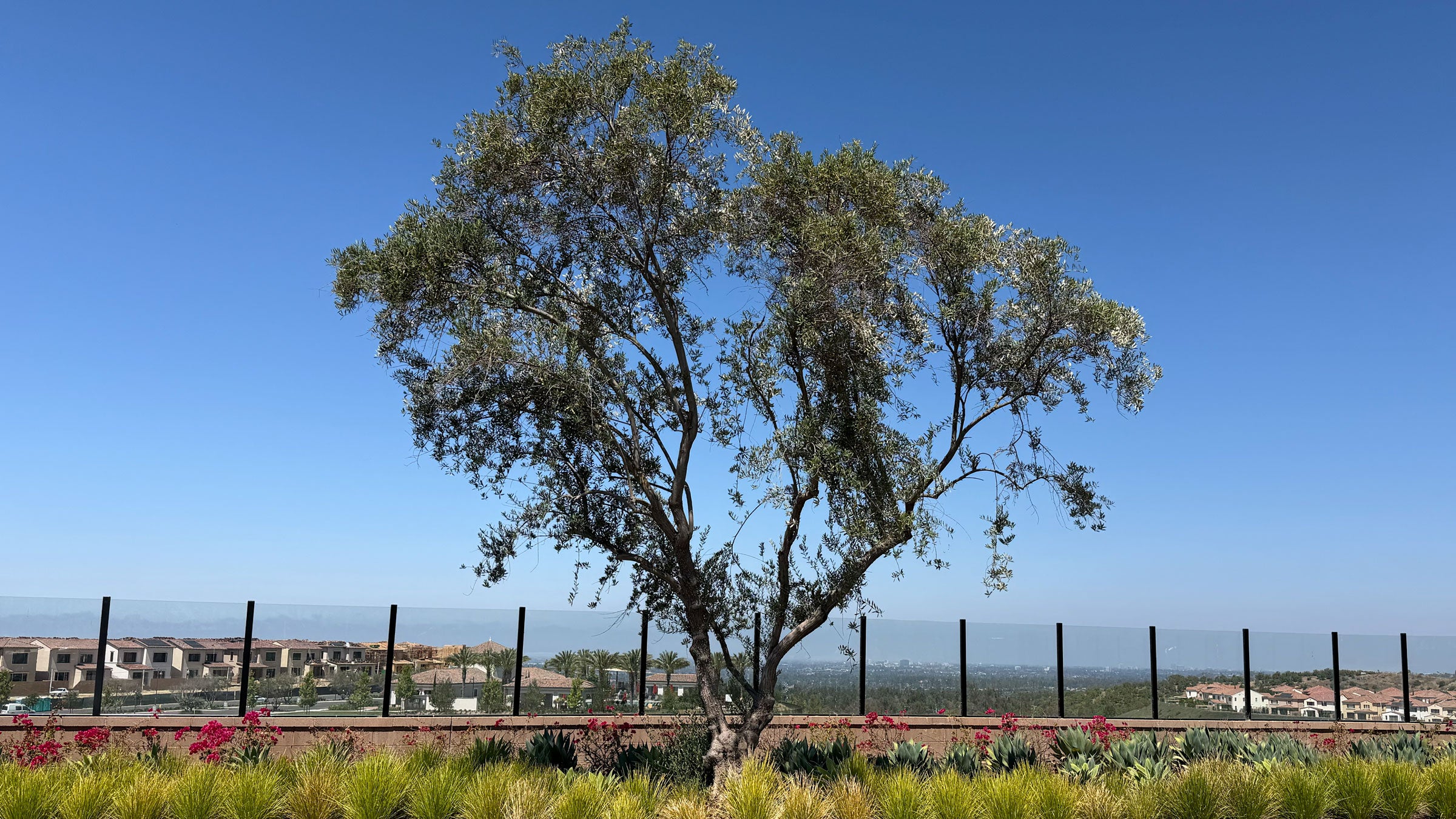Large mature olive tree in residential landscape with blue sky in the background