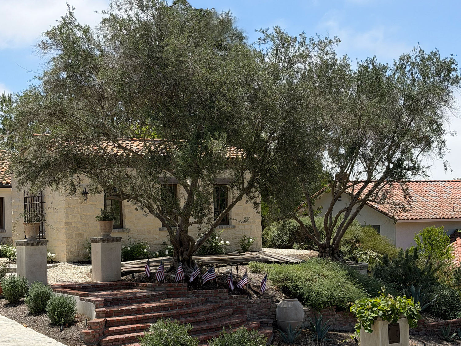 Large mature olive trees in residential landscape