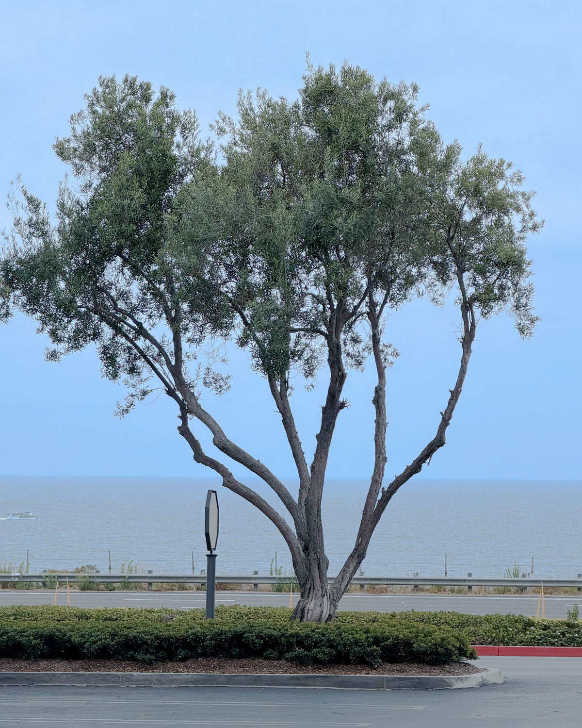 Large mature olive trees in a commercial shopping center with the ocean in the background