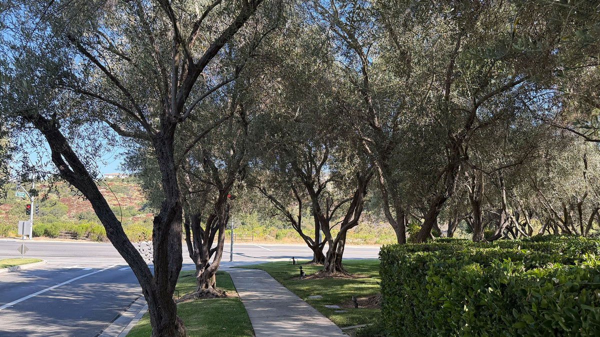 Mature Olive Trees at entrance of luxury homes