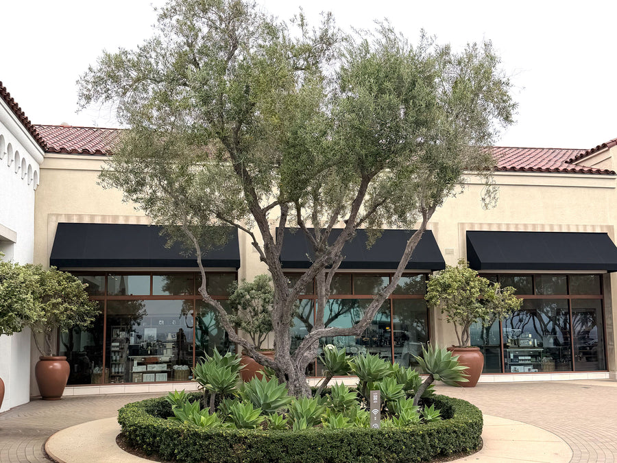 Large Mature Olive tree located in an upscale commercial shopping center.